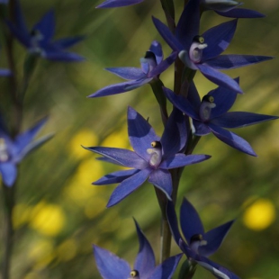 Thelymitra macrophylla